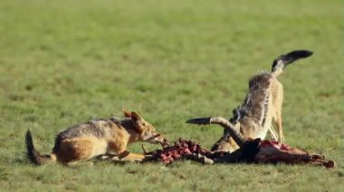 kara sırtlı çakal atma