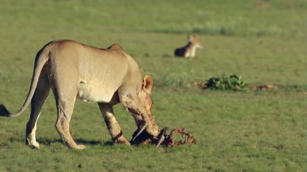 Львица с добычей — стоковое видео