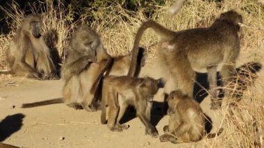 Chacma babunu (Papio ursinus) ailesinin güneşte güneşlenmesi, Kruger Ulusal Parkı, Güney Afrika