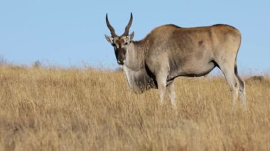 Erkek antilop (Tragelaphus oryx) otlakta beslenir, Zebra Dağı Ulusal Parkı, Güney Afrika