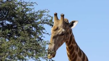 Güney Afrika 'da bir ağaçtan beslenen bir zürafanın (zürafa camelopardalis) yakın çekimi