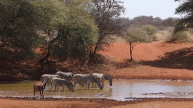 Zebralar ve bir antilop Mokala Ulusal Parkı, Güney Afrika 'da bir su birikintisinde içiyorlar.