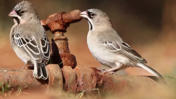 Pequeños Tejedores Plumas Escamosas Sporopipes Squamifrons Agua Potable Grifo Que — Vídeos de Stock