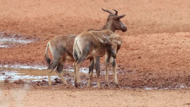 Due Antilopi Tsessebe Damaliscus Lunatus Pozzo Acqua Fangoso Mokala National — Video Stock