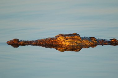 Suda bulunan büyük bir Nil timsahının portresi (Crocodylus niloticus), Kruger Ulusal Parkı, Güney Afrika