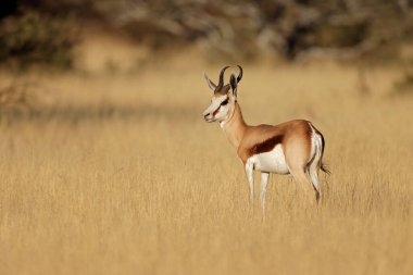 Çayır, Mokala Ulusal Parkı, Güney Afrika 'da bir springbok antidorcas marsupialis (Antidorcas marsupialis).