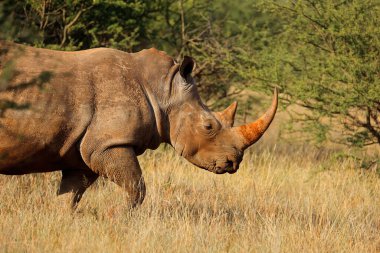 Beyaz gergedanın portresi (Ceratotherium simum) doğal habitatta, Güney Afrika