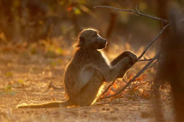 백라이트 개코원숭이 파피오 우르시누스 크루거 국립공원 남아프리카 공화국 — 스톡 사진