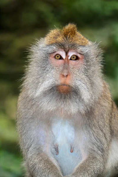 印度尼西亚巴厘Ubud的Balinese长尾猴 Macaca Fascicularis 的肖像 — 图库照片