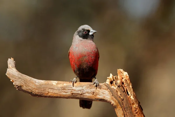 Pequeño Pico Cera Cara Negra Estrilda Erythronotos Encaramado Una Rama —  Fotos de Stock