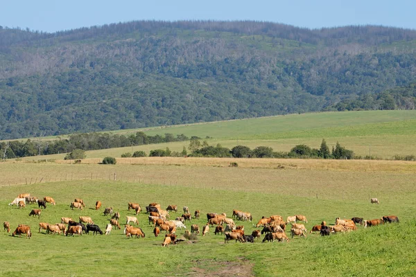 Молочные Коровы Пасущиеся Пышных Зеленых Пастбищах Сельской Фермы Южная Африка — стоковое фото