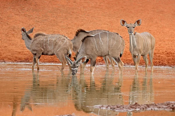Antílopes Kudu Tragelaphus Strepsiceros Bebiendo Pozo Agua Parque Nacional Mokala — Foto de Stock