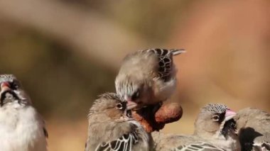 Küçük pullu tüylü dokumacılar (Sporopipes squamifrons) sızdıran bir musluktan içme suyu, Güney Afrika