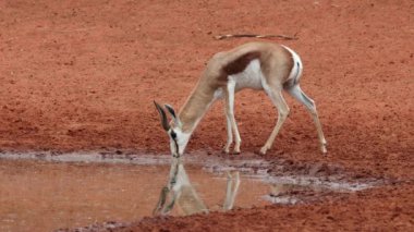 Bir springbok antilobu (Antidorcas marsupialis), Güney Afrika 'daki Mokala Ulusal Parkı' nda bir su birikintisinde içmektedir.