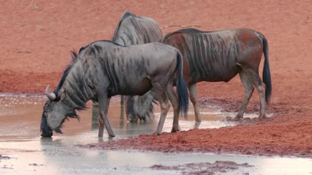 Blaue Gnus Connochaetes Taurinus Trinken Einem Wasserloch Mokala Nationalpark Südafrika — Stockvideo