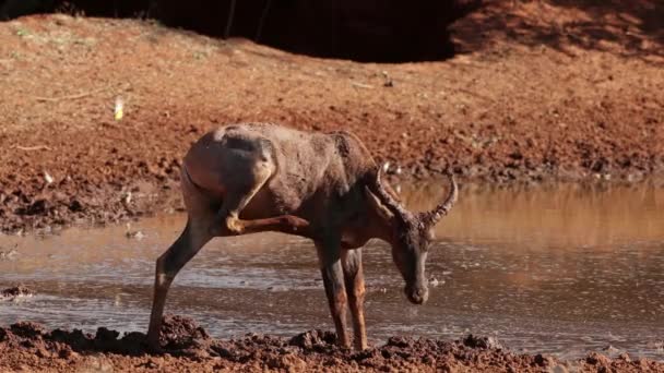 Une Antilope Tsessebe Damaliscus Lunatus Dans Trou Eau Boueux Parc — Video