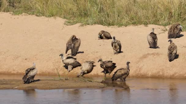 Supové Bělohlaví Gyps Africanus Koupání Koupání Slunci Kruger National Park — Stock video