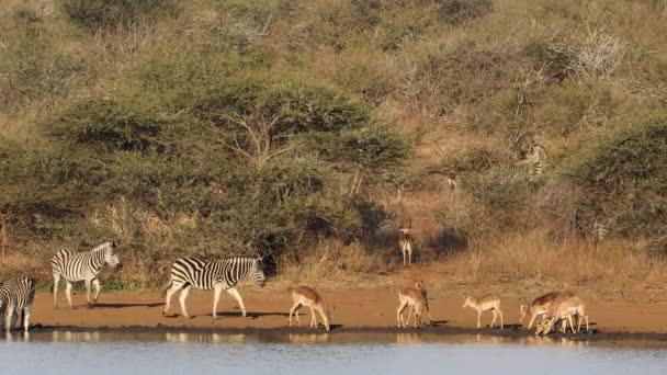 Plains Zebras Equus Burchelli Impala Antelopes Aepyceros Melampus Drinking Water — Stock Video