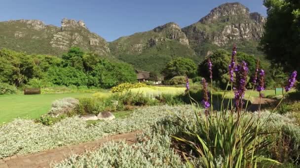 Uitzicht Botanische Tuinen Van Kirstenbosch Tegen Achtergrond Van Tafelberg Kaapstad — Stockvideo