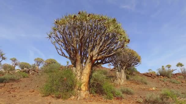 Panning Landskap Utsikt Över Koger Träd Aloe Dikotom Norra Kapprovinsen — Stockvideo