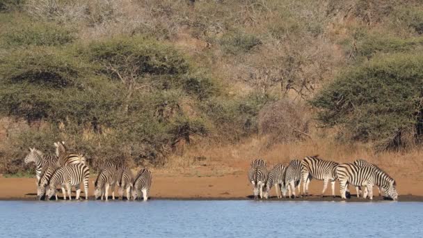 Manada Cebras Llanuras Equus Burchelli Agua Potable Parque Nacional Kruger — Vídeos de Stock