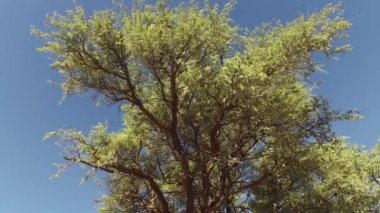 Büyük bir deve dikeni ağacı (Vachellia erioloba), Kalahari çölü, Güney Afrika
