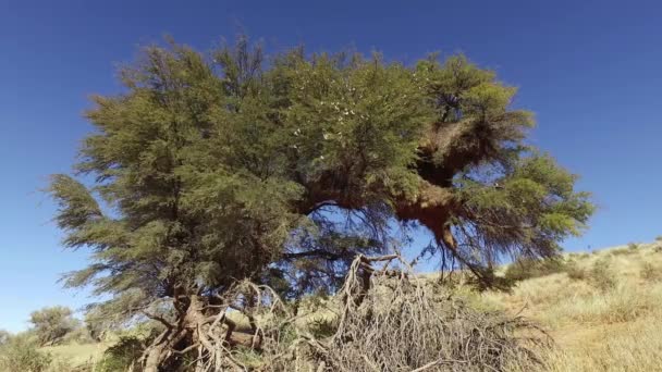 Thorn Tree Massive Communal Sociable Weaver Philetairus Socius Nest Flying — Video