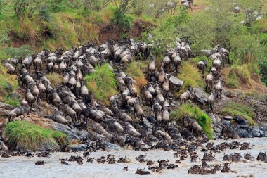 Mavi Antilop (Connochaetes taurinus) Mara Nehri, Masai Mara Ulusal Rezervi, Kenya