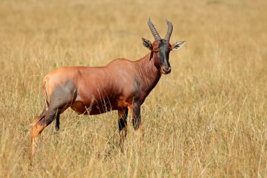 Bir topi antilobu (Damaliscus korrigum) otlakta, Masai Mara Ulusal Rezervi, Kenya