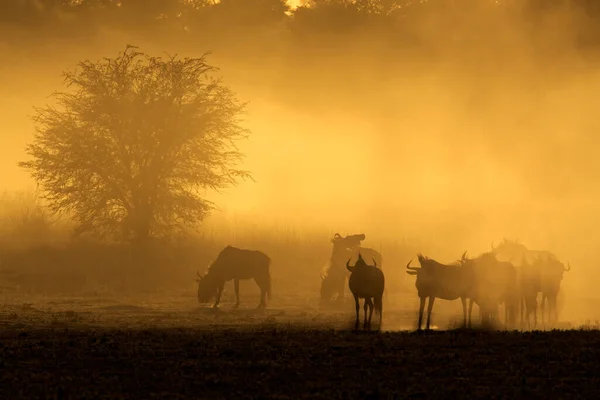 Blue Wildebeest Herd Connochaetes Taurinus Dust Sunrise Kalahari Desert South — Stock Photo, Image