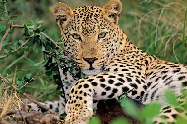 Leopardo Panthera Pardus Descansando Habitat Natural África Sul — Fotografia de Stock