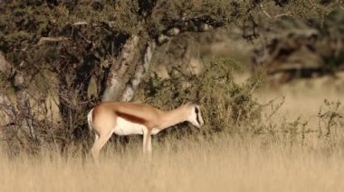 Doğal habitatta bir springbok antidorcas marsupialis (Antidorcas marsupialis), Mokala Ulusal Parkı, Güney Afrika