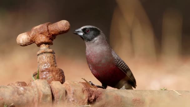 Petit Bec Cire Noir Estrilda Erythronotos Buvant Eau Robinet Qui — Video