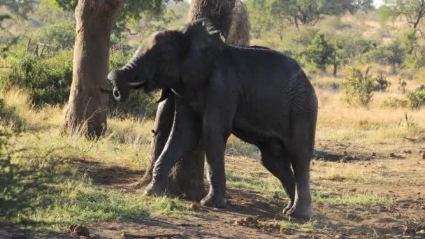 Large Bull African Elephant Loxodonta Africana Rubbing Tree Kruger National — Stock Video