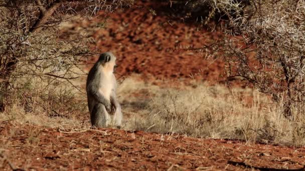 Una Scimmia Vermietta Cercopithecus Aethiops Crogiolarsi Sole Mokala National Park — Video Stock