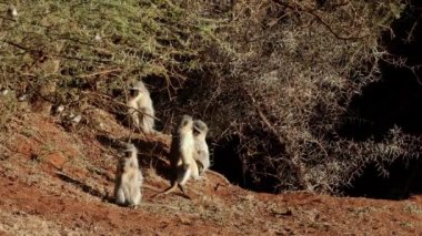 Güneşte güneşlenen vervet maymunları (Cercopithecus aethiops), Mokala Ulusal Parkı, Güney Afrika