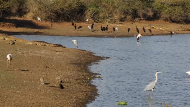 Διάφορα Είδη Υδρόβιων Πτηνών Κροκόδειλους Του Νείλου Εθνικό Πάρκο Kruger — Αρχείο Βίντεο