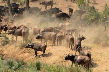 Büyük Afrika bufalo sürüsü (Syncerus caffer), Kruger Ulusal Parkı, Güney Afrika