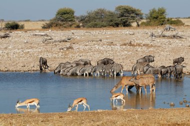 Zebralar, mavi antiloplar, yay boku ve antiloplar bir su birikintisinde, Etosha Ulusal Parkı, Namibya