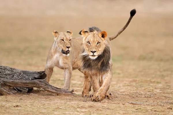 Самець Самиця Африканських Левів Panthera Leo Пустеля Калахарі Південна Африка — стокове фото