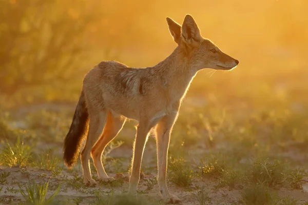 Svartryggad Schakal Canis Mesomelas Tidigt Morgonen Ljus Kalahari Öknen Sydafrika — Stockfoto