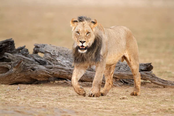 Male African Lion Panthera Leo Kalahari Desert South Africa — Stock Photo, Image