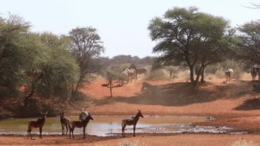 Zebralar ve antiloplar bir su birikintisinde, Mokala Ulusal Parkı, Güney Afrika