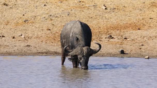 Búfalo Africano Syncerus Caffer Agua Potable Río Parque Nacional Kruger — Vídeos de Stock