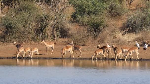 Impala Antelopes Aepyceros Melampus Drinking Water Kruger National Park South — Stock Video