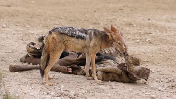 Chacal Respaldo Negro Canis Mesomelas Que Recoge Los Restos Kalahari — Vídeos de Stock
