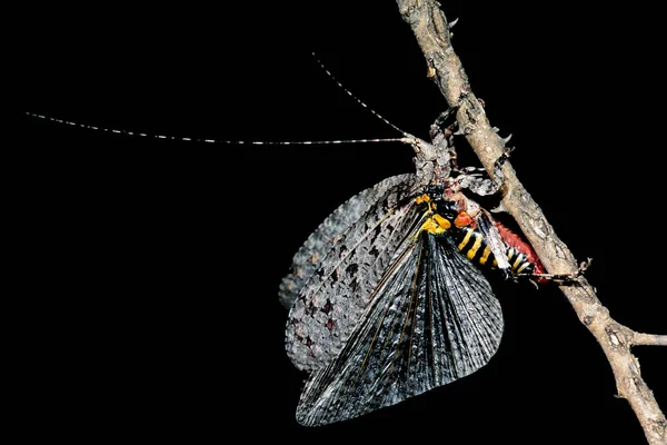 Egy Színes Afrikai Katydid Egy Ágon Nyitott Szárnyakkal Elszigetelt Fekete — Stock Fotó