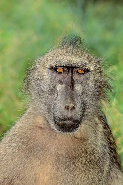 Porträtt Chacma Babian Papio Ursinus Naturlig Livsmiljö Sydafrika — Stockfoto