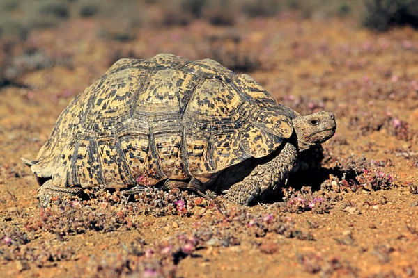 Μια Λεοπάρδαλη Χελώνα Stigmochelys Pardalis Φυσικό Περιβάλλον Νότια Αφρική — Φωτογραφία Αρχείου