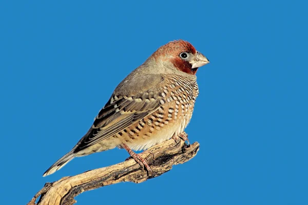 Pinzón Cabeza Roja Macho Amadina Erythrocephala Posado Una Rama Sudáfrica —  Fotos de Stock